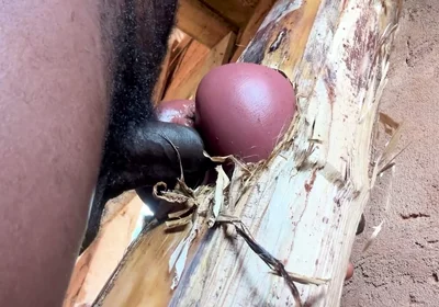 Ass Is Very Sweet in My Prison Room