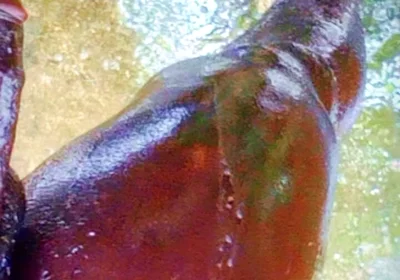 A Huge Dick Ready for Your Ass and Pussy