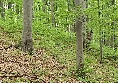 I Chase Him Through the Leaves