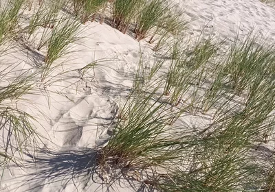 Hot Dilf Nude Beach Big Cock Showing off in the Dunes - Rockardglans