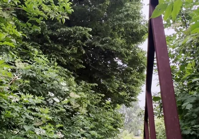 Netherland Guy Dared Strips and Walks Naked in the Park Candid